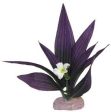 Blue Ribbon Plant - African Sword W-Flowers Mini Plum Online Hot Sale