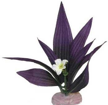 Blue Ribbon Plant - African Sword W-Flowers Mini Plum Online Hot Sale