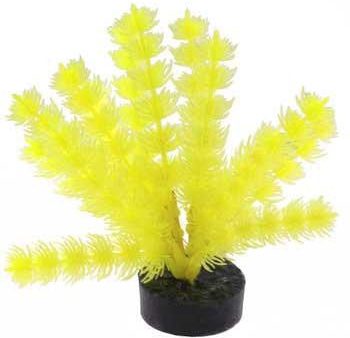 Blue Ribbon Colorburst Plant Foxtail Neon Yellow Online Sale