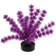 Blue Ribbon Colorburst Plant Foxtail Neon Purple Hot on Sale