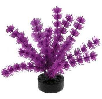 Blue Ribbon Colorburst Plant Foxtail Neon Purple Hot on Sale