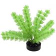 Blue Ribbon Colorburst Plant Foxtail Neon Green on Sale