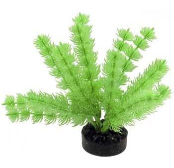 Blue Ribbon Colorburst Plant Foxtail Neon Green on Sale