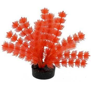 Blue Ribbon Colorburst Plant Foxtail Neon Orange Supply