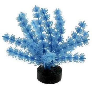 Blue Ribbon Colorburst Plant Foxtail Neon Blue Online Hot Sale