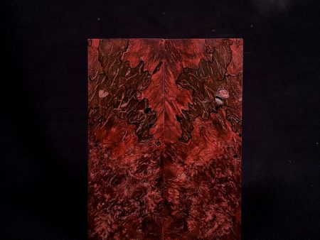 #1081 - ЯedЯum Spalted Maple Burl - Bargain Bin Online Hot Sale